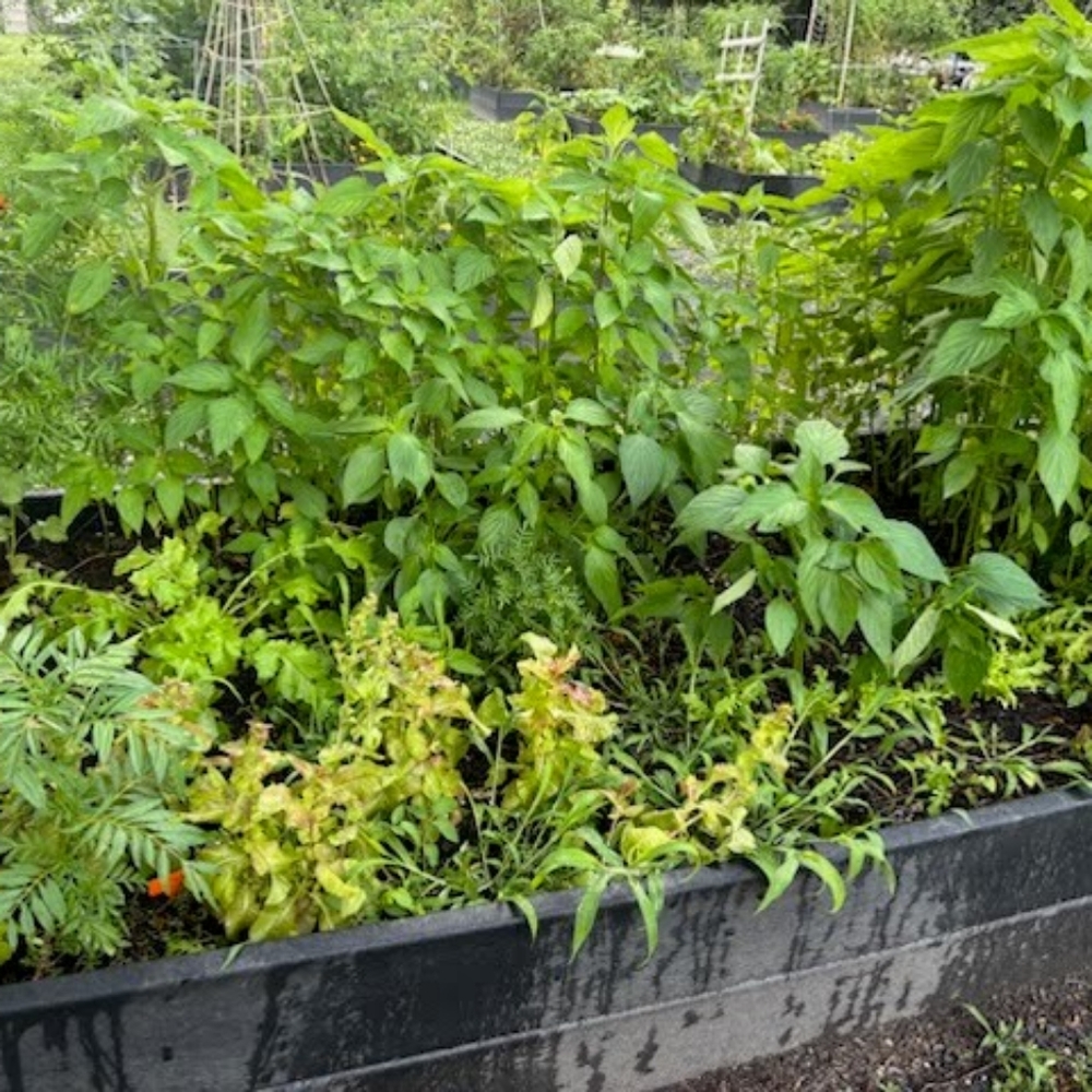 Garden DONATION Non GMO Seeds And  gift for your support. - Picture 16 of 16